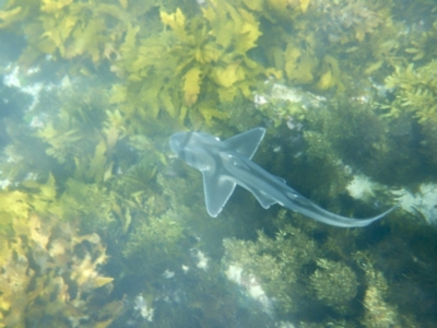 Heterodontus portusjacksoni (Port Jackson Shark) at Manly, NSW - 1 Sep 2021 by mssandeep