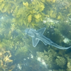 Heterodontus portusjacksoni (Port Jackson Shark) at Manly, NSW - 1 Sep 2021 by mssandeep