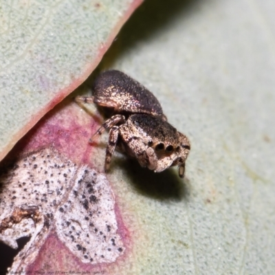 Simaethula sp. (genus) (A jumping spider) at Mulligans Flat - 3 Sep 2021 by Roger