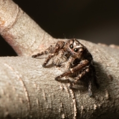 Servaea narraweena (A jumping spider) at Mulligans Flat - 3 Sep 2021 by Roger