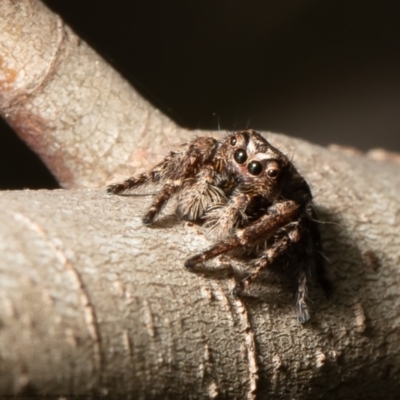 Servaea narraweena (A jumping spider) at Forde, ACT - 3 Sep 2021 by Roger