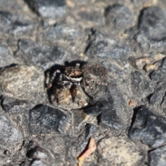 Maratus griseus (Jumping spider) at Cook, ACT - 2 Sep 2021 by Tammy