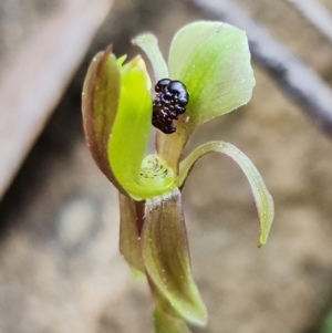 Chiloglottis trapeziformis at Acton, ACT - suppressed