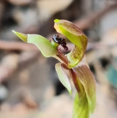 Chiloglottis trapeziformis at Acton, ACT - suppressed