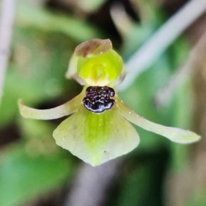 Chiloglottis trapeziformis at Acton, ACT - suppressed