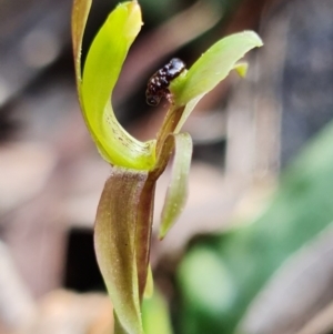 Chiloglottis trapeziformis at Acton, ACT - suppressed