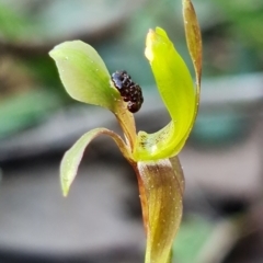 Chiloglottis trapeziformis at Acton, ACT - suppressed