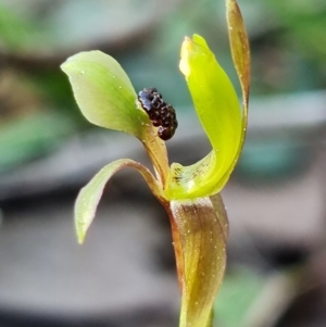 Chiloglottis trapeziformis at Acton, ACT - suppressed