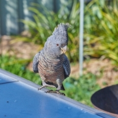 Callocephalon fimbriatum (Gang-gang Cockatoo) at Wanniassa, ACT - 3 Sep 2021 by BruceComber