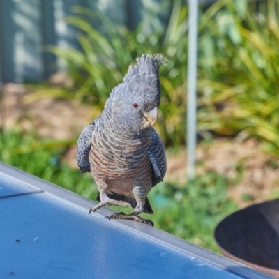 Callocephalon fimbriatum (Gang-gang Cockatoo) at Wanniassa, ACT - 3 Sep 2021 by BruceComber