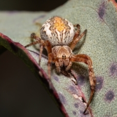 Araneinae (subfamily) (Orb weaver) at Forde, ACT - 3 Sep 2021 by Roger