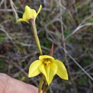 Diuris chryseopsis at Kambah, ACT - 3 Sep 2021