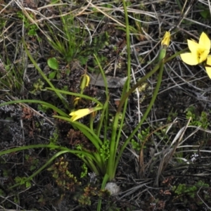 Diuris chryseopsis at Kambah, ACT - 3 Sep 2021