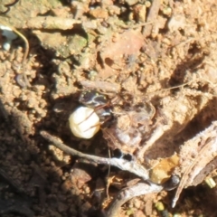 Habronestes sp. (genus) (An ant-eating spider) at Woodstock Nature Reserve - 3 Sep 2021 by Christine