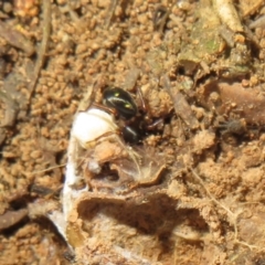 Habronestes sp. (genus) at Holt, ACT - 3 Sep 2021