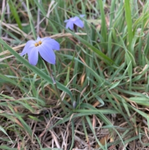 Ipheion uniflorum at Isabella Plains, ACT - 3 Sep 2021 05:15 PM