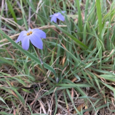 Ipheion uniflorum (Spring Star-flower) at Isabella Plains, ACT - 3 Sep 2021 by MattS