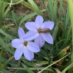 Ipheion uniflorum at Isabella Plains, ACT - 3 Sep 2021 05:15 PM