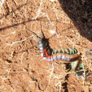 Scolopendra laeta at Holt, ACT - 3 Sep 2021 11:33 AM