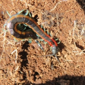 Scolopendra laeta at Holt, ACT - 3 Sep 2021