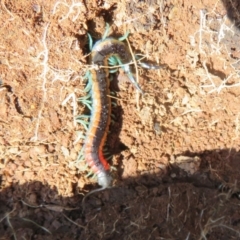 Scolopendra laeta at Holt, ACT - 3 Sep 2021 11:33 AM