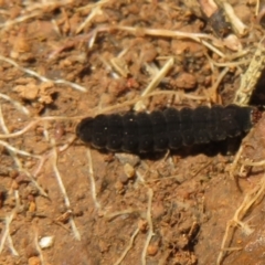 Unidentified Insect at Holt, ACT - 3 Sep 2021 by Christine