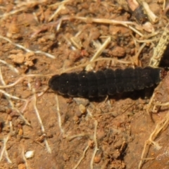 Unverified Insect at Holt, ACT - 3 Sep 2021 by Christine