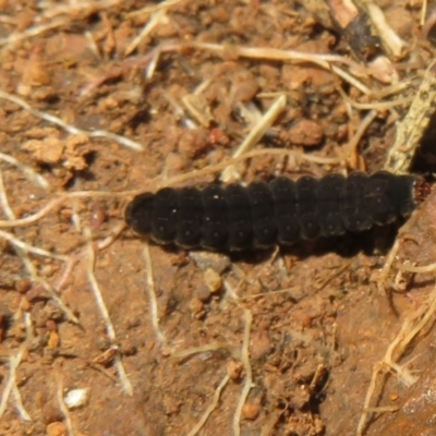 Unidentified Insect at Woodstock Nature Reserve - 3 Sep 2021 by Christine