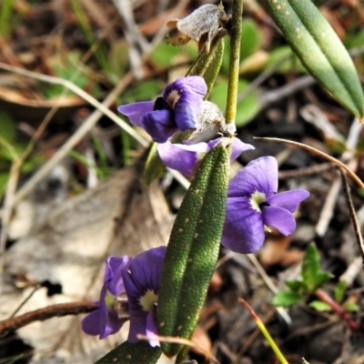 Hovea heterophylla (Common Hovea) at Mount Taylor - 3 Sep 2021 by JohnBundock