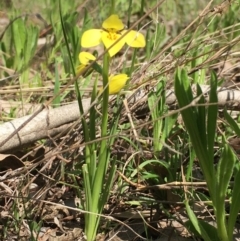 Diuris chryseopsis (Golden Moth) at Hall, ACT - 3 Sep 2021 by strigo