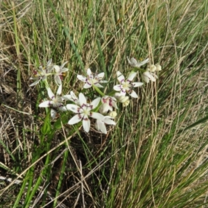 Wurmbea dioica subsp. dioica at Holt, ACT - 3 Sep 2021