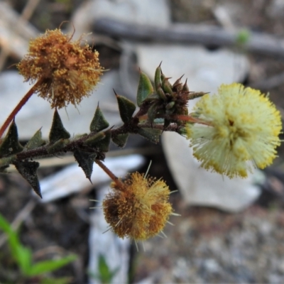 Acacia gunnii (Ploughshare Wattle) at Mount Taylor - 3 Sep 2021 by JohnBundock