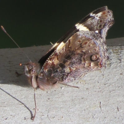 Vanessa itea (Yellow Admiral) at Woodstock Nature Reserve - 3 Sep 2021 by Christine