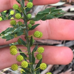 Acacia paradoxa at Downer, ACT - 30 Aug 2021