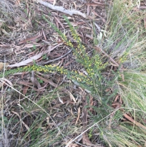 Acacia paradoxa at Downer, ACT - 30 Aug 2021