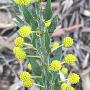 Acacia paradoxa at Downer, ACT - 30 Aug 2021