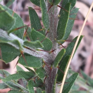 Acacia paradoxa at Downer, ACT - 30 Aug 2021