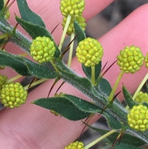 Acacia paradoxa at Downer, ACT - 30 Aug 2021