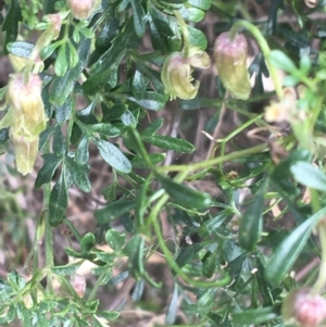 Clematis leptophylla at Hackett, ACT - 31 Aug 2021 02:21 PM