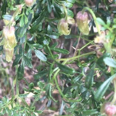 Clematis leptophylla (Small-leaf Clematis, Old Man's Beard) at Hackett, ACT - 31 Aug 2021 by Ned_Johnston