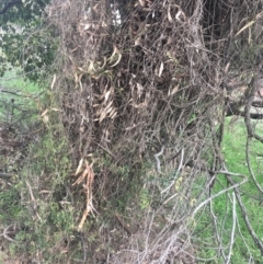 Clematis leptophylla at Hackett, ACT - 31 Aug 2021