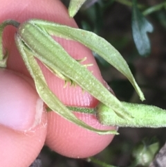 Clematis leptophylla at Hackett, ACT - 31 Aug 2021 02:21 PM