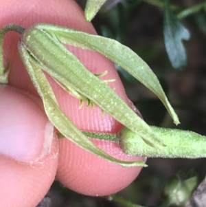 Clematis leptophylla at Hackett, ACT - 31 Aug 2021 02:21 PM