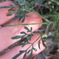 Clematis leptophylla at Hackett, ACT - 31 Aug 2021