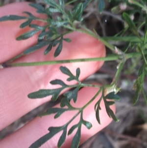 Clematis leptophylla at Hackett, ACT - 31 Aug 2021