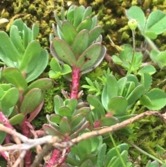 Lythrum hyssopifolia at Downer, ACT - 31 Aug 2021