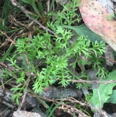 Cotula australis (Common Cotula, Carrot Weed) at Downer, ACT - 31 Aug 2021 by Ned_Johnston