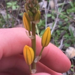 Bulbine sp. at Mount Majura - 31 Aug 2021 by Ned_Johnston