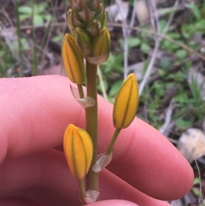 Bulbine sp. at Mount Majura - 31 Aug 2021 by Ned_Johnston