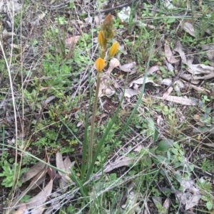 Bulbine sp. at Downer, ACT - 31 Aug 2021